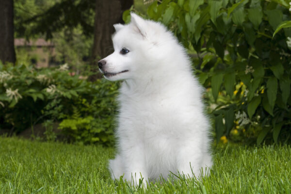 American Eskimo Puppy