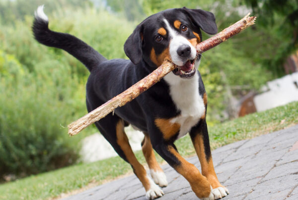 Appenzeller Sennenhund dog breed