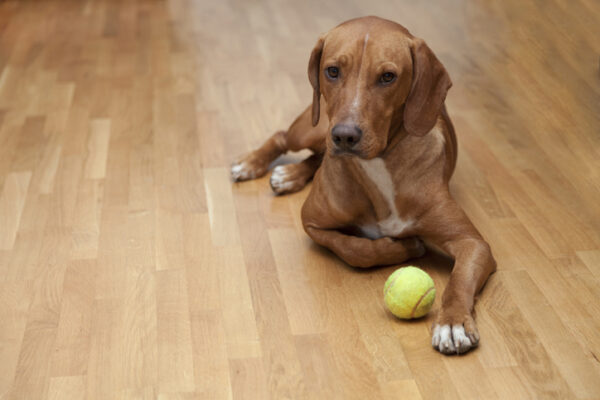 Dog waiting to play