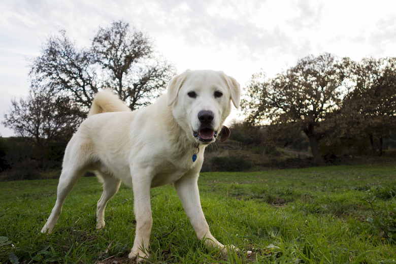 Akbash Dog Breed