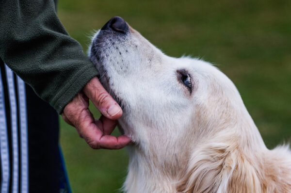 Cropped Image Of Dog