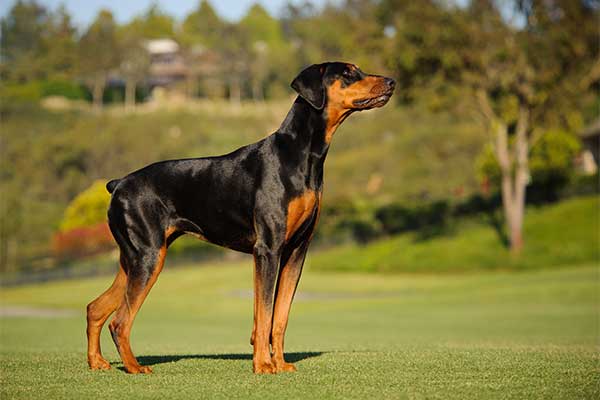 doberman