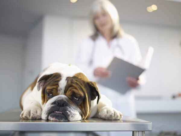 Sick Bulldog on Veterinarian's Table