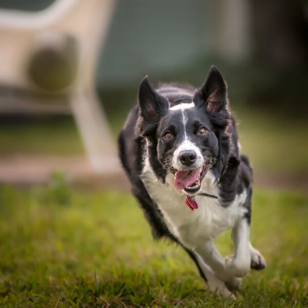 Border Collie running after tennis ball