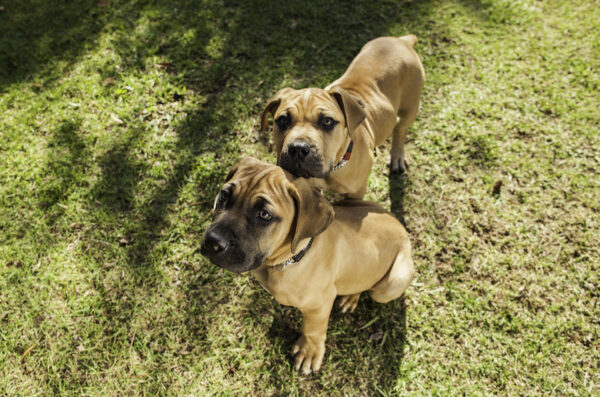 boerboel puppies