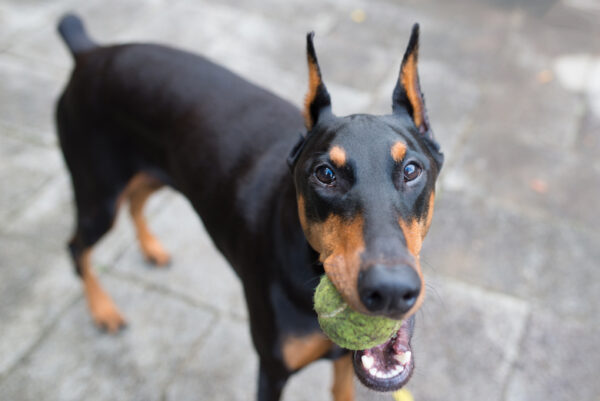 doberman pinscher dog breed