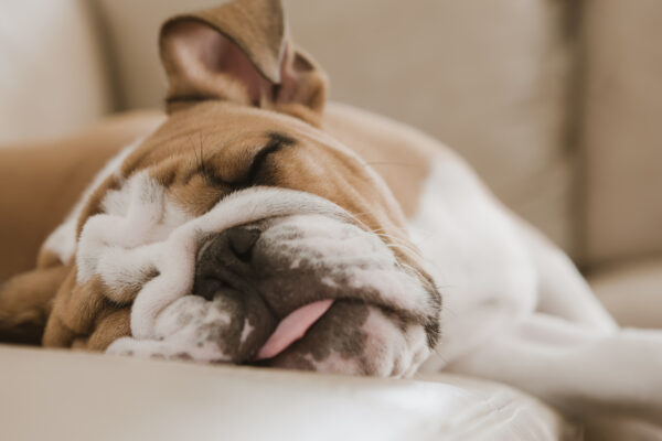 English bulldog sleeping on sofa