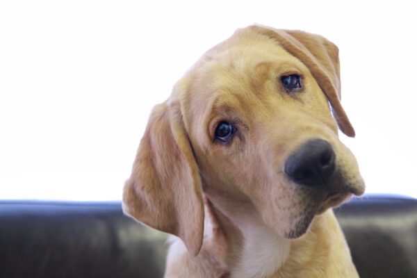 Sad looking yellow lab with head tilted on chair