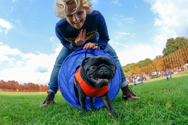 Pug and handler working together in an agility competition