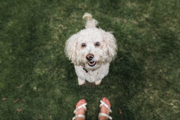 f1 vs f1b goldendoodle