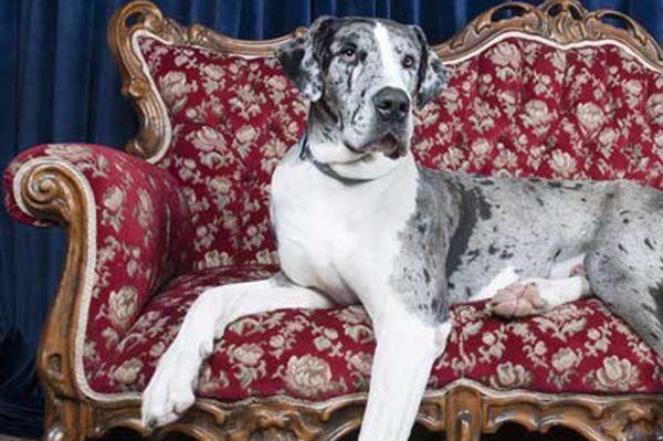 great dane