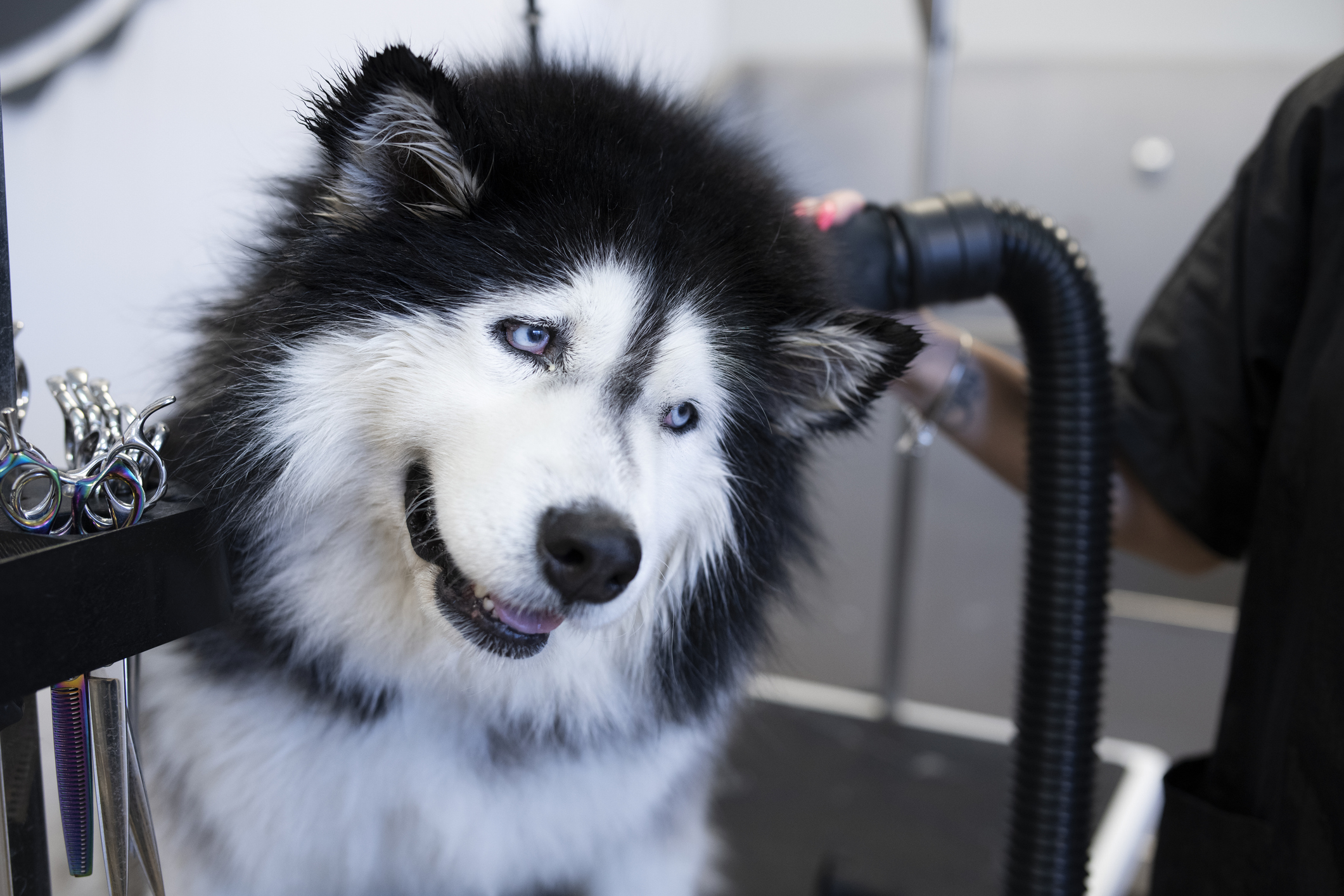 Groomer hair drying Siberian husky fur.