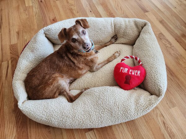 heated dog bed