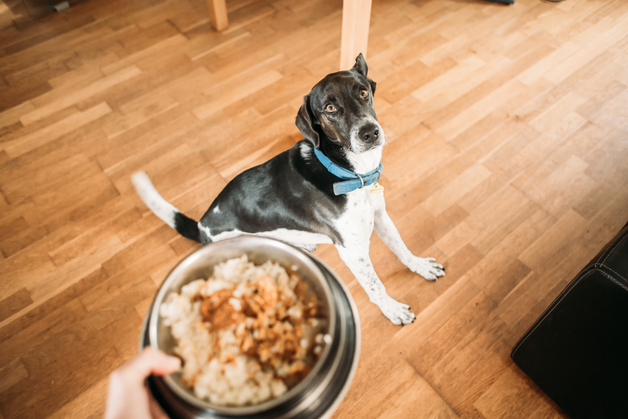 black and white dog seated awaiting for its food bowl