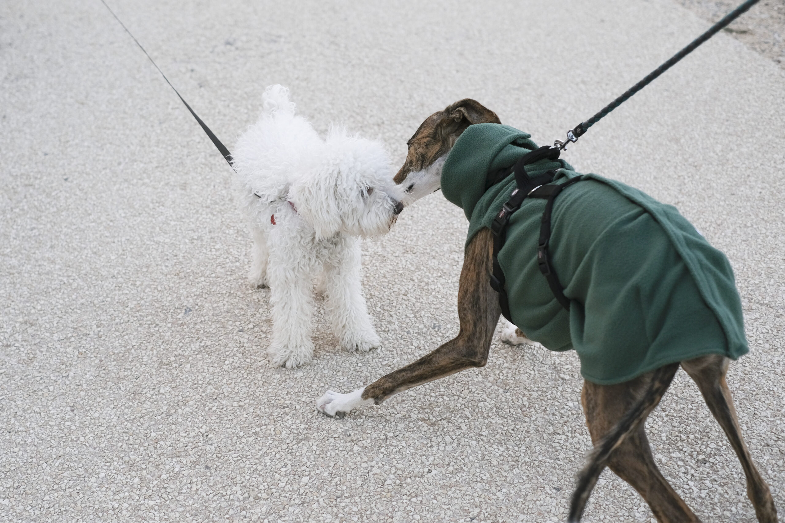 Two dogs playing together while having a walk.Copy space