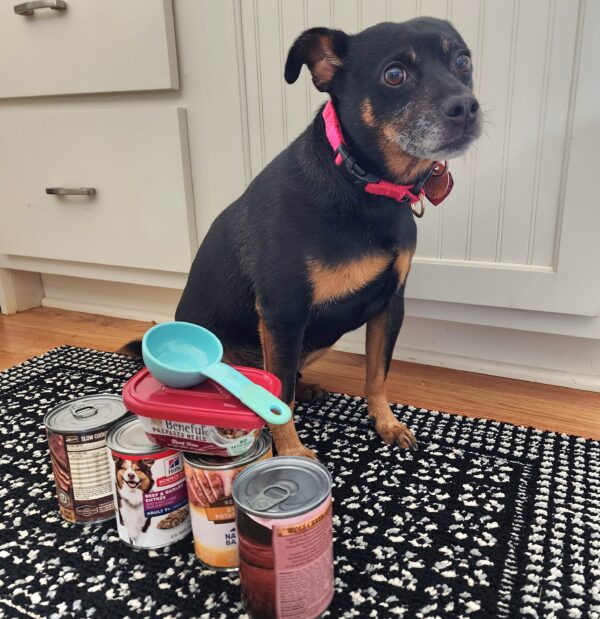 how much canned food feed dog