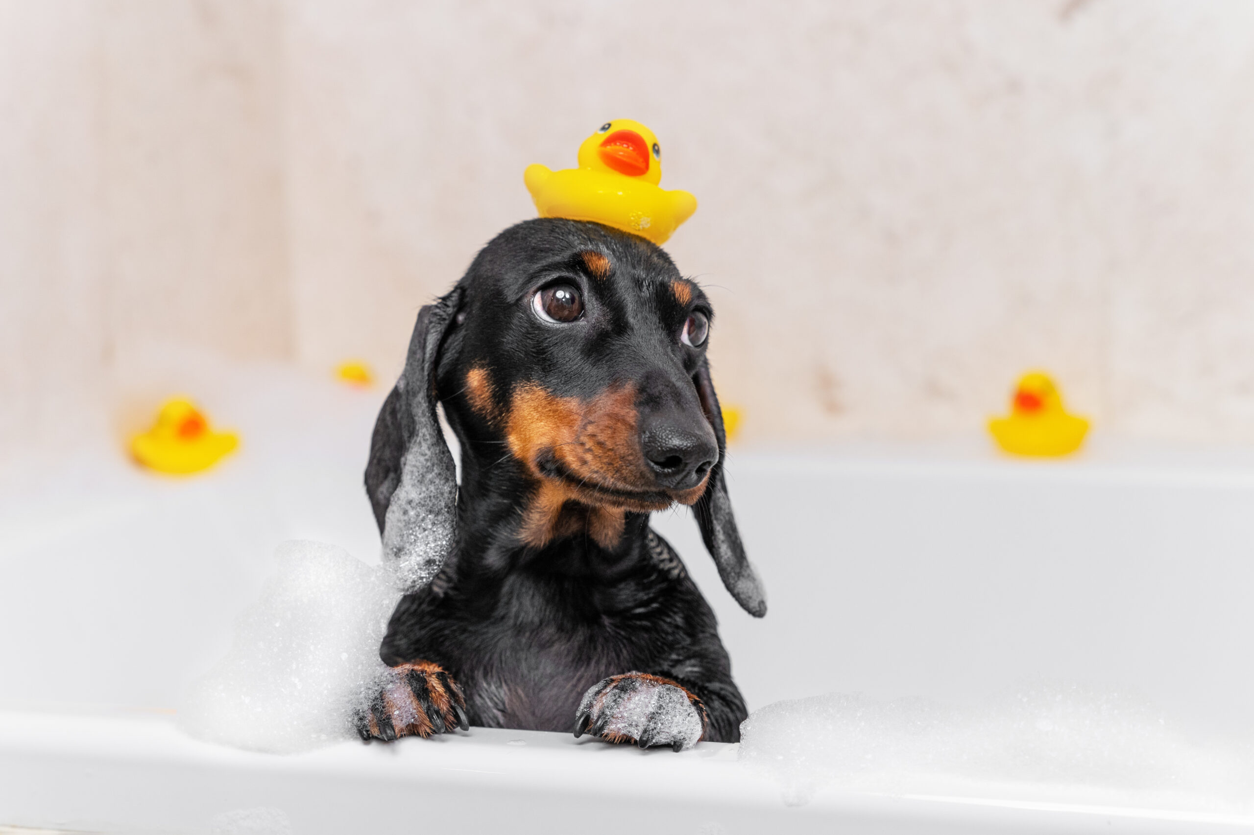 how to bathe a dog