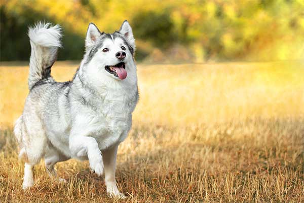 happy husky dog