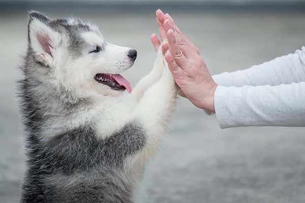 There's a lot you need to consider when bringing a puppy home. Photography © anurakpong | Getty Images.