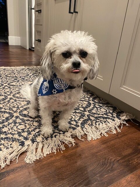 dog in hannukah sweater