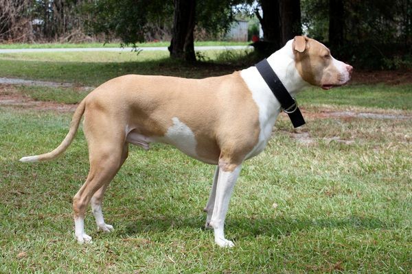 American Pit Bull Terrier dog breed