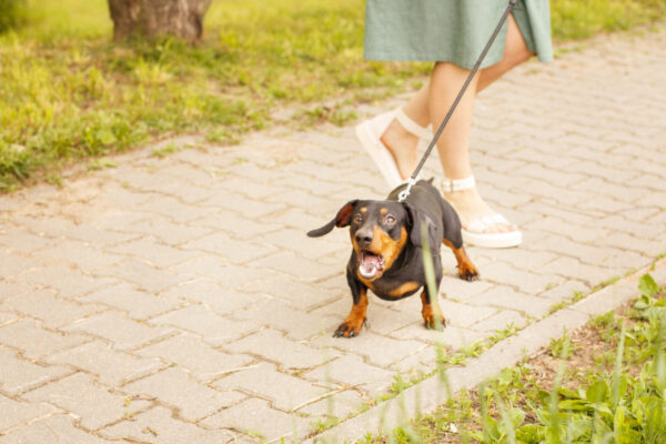 woman walks with the dog on a leash in the park . dachshund are barking near a woman's feet