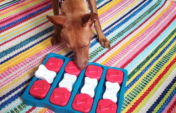 Dog with Dog Puzzle Toy