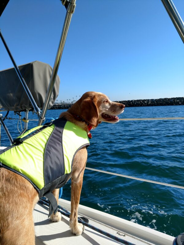 dog in a life jacket