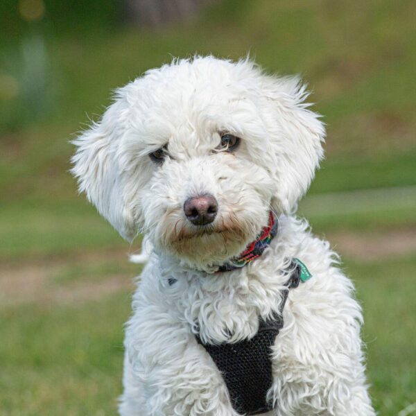 maltipoo dog