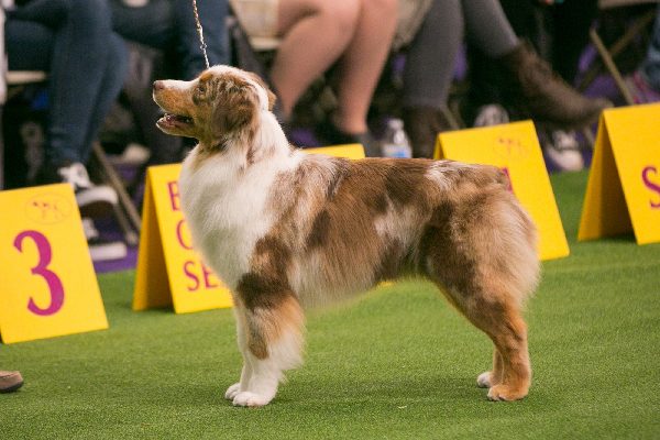 Miniature Australian Shepherd.