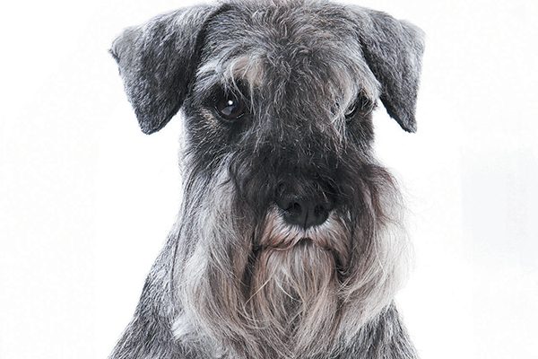 A Miniature Schnauzer is known for his whiskers and facial hair. Photography ©Dixi_ | Getty Images.