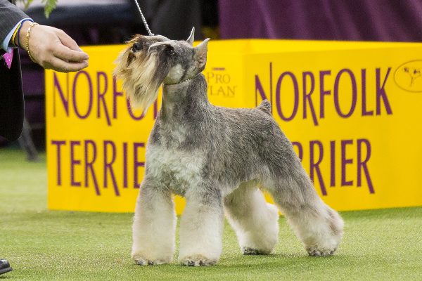 Miniature Schnauzer.