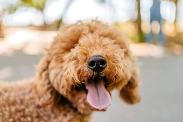 Cute Labradoodle Dog In The Park