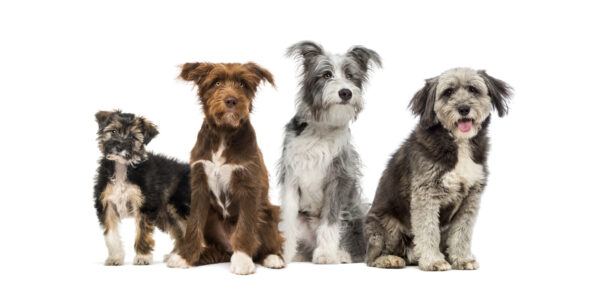 Group of Crossbreed dogs sitting together in a row