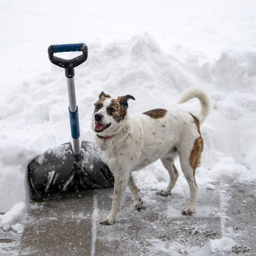 dog in snow