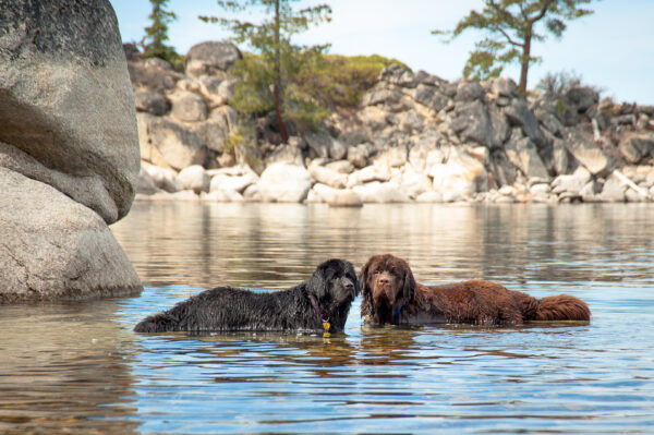 My Two Newfoundland Dogs