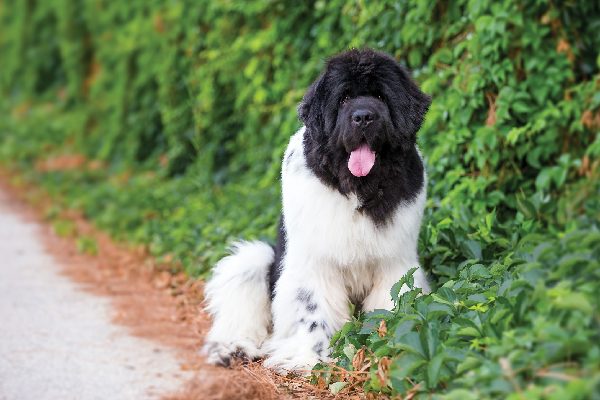 Newfoundland dog.