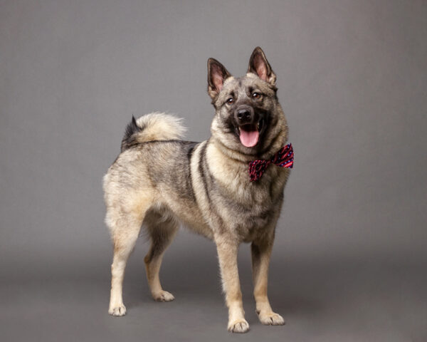 Norwegian Elkhound in a Bow Tie