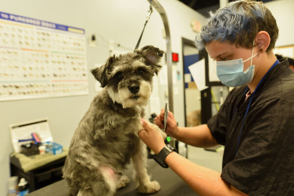 dog groomer shortage