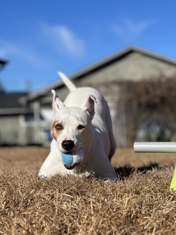 dog playing