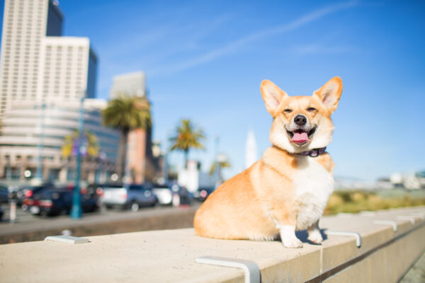 pembroke welsh corgi