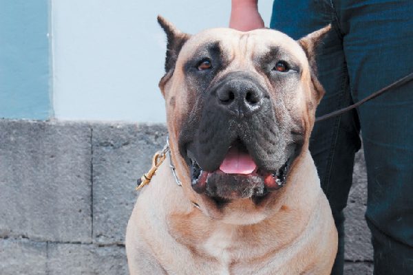 Perro de Presa Canario dog breed