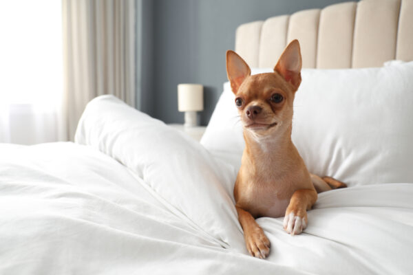 Cute Chihuahua dog on bed in room. Pet friendly hotel