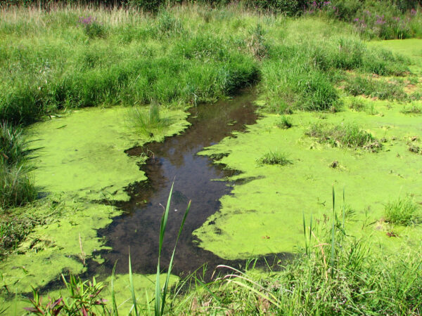 cyanobacteria