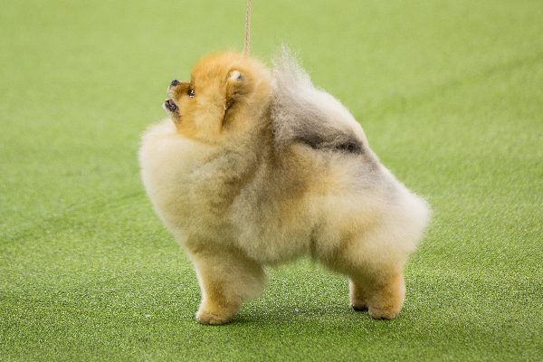 Pomeranian dog breed