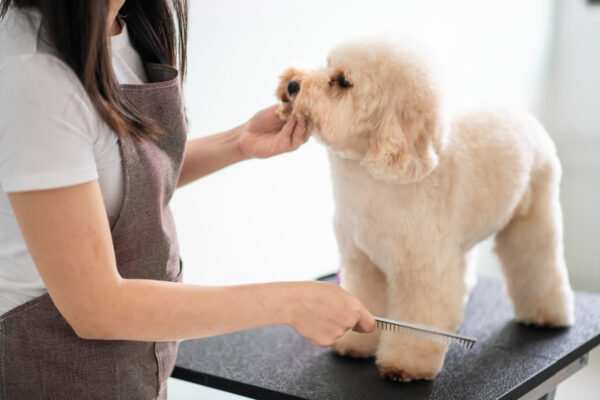 asian chinese female pet groomer with apron grooming a brown color toy poodle dog