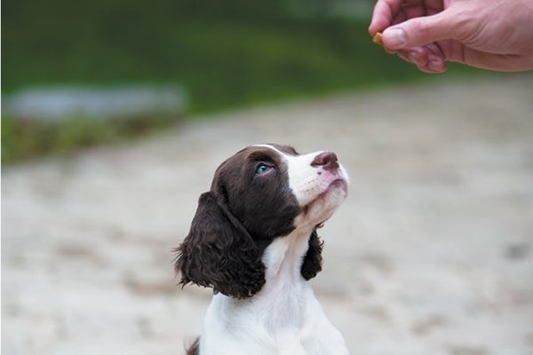 Teach your pup that putting “four on the floor” will get him the rewards and attention he wants. Photography ©hnijjar007 | Getty Images.