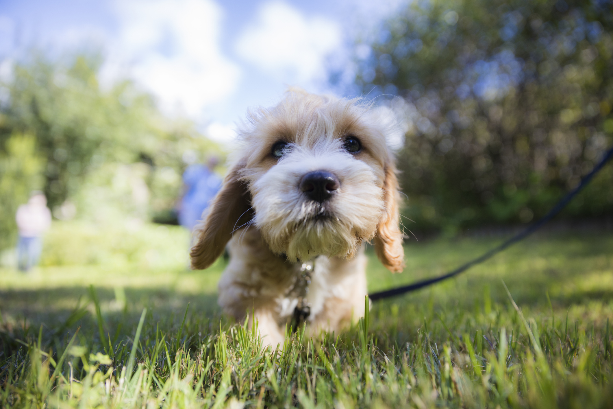 Poodle Labrador puppy on leash in backyard