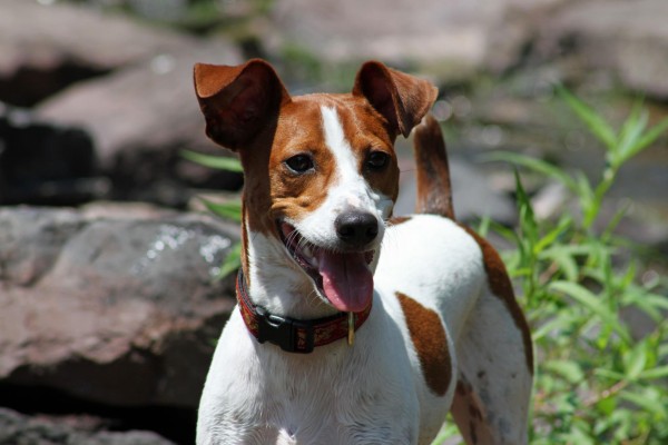 rat terrier dog breed