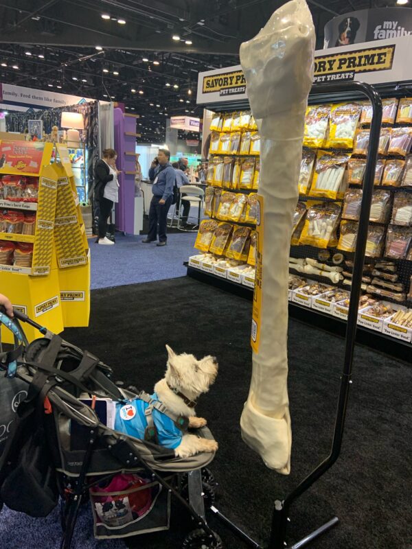 Dog at Global Expo